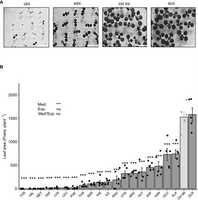 Discovery of the biostimulant effect of asparagine and glutamine on plant growth in Arabidopsis thaliana